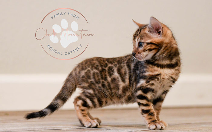 Bengal kitten for sale